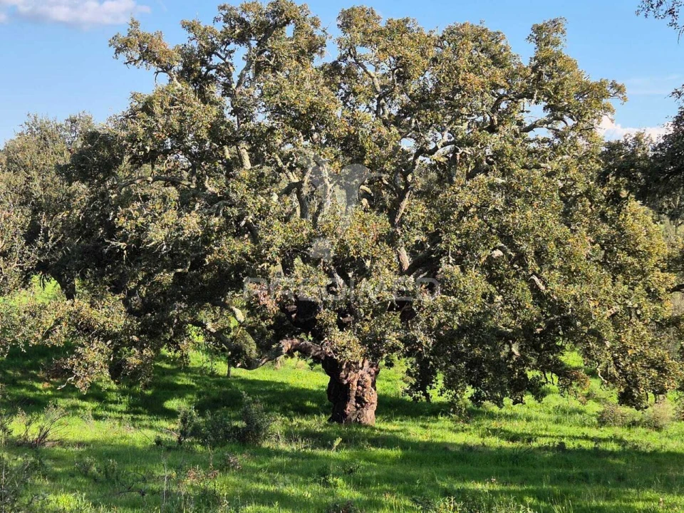 Terreno para Venda em São Domingos e Vale de Água Foto 11
