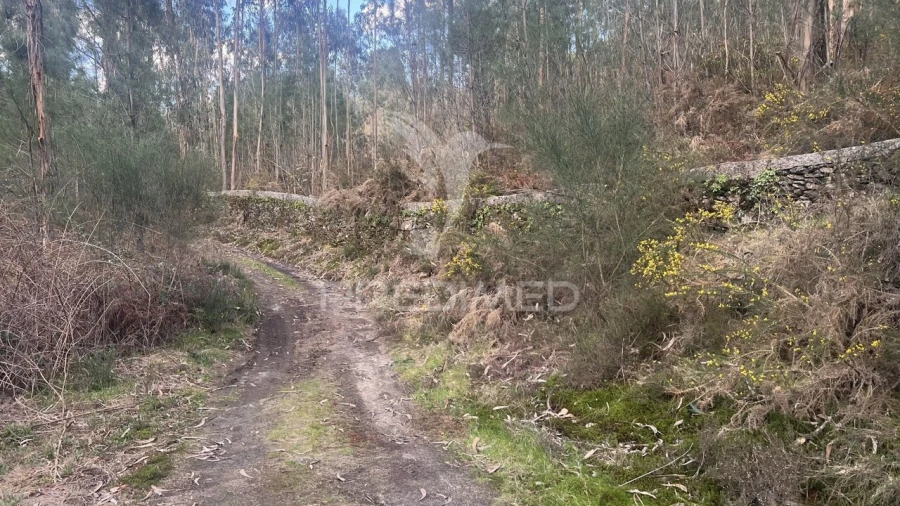 Terreno para Venda em Vilela, São Cosme e São Damião e Sá Foto 14