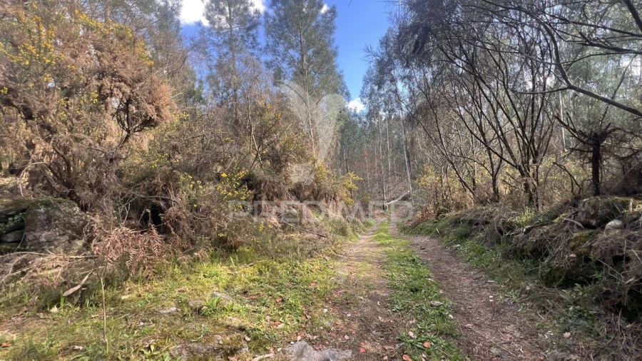 Terreno para Venda em Vilela, São Cosme e São Damião e Sá Foto 9