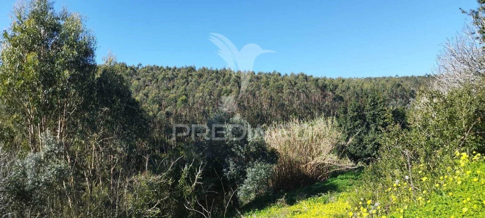 Terreno para Venda em Santa Maria, São Pedro e Matacães Foto 5