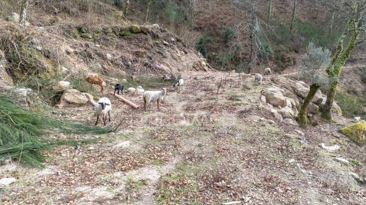 Terreno para Venda em Chamoim e Vilar Foto 15