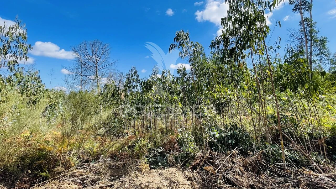 Terreno para Venda em Covas e Vila Nova de Oliveirinha Foto 21