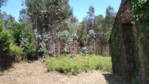 Terreno para Venda em Águeda e Borralha