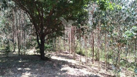 Terreno para Venda em Águeda e Borralha