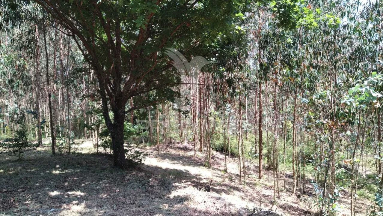 Terreno para Venda em Águeda e Borralha Foto 5