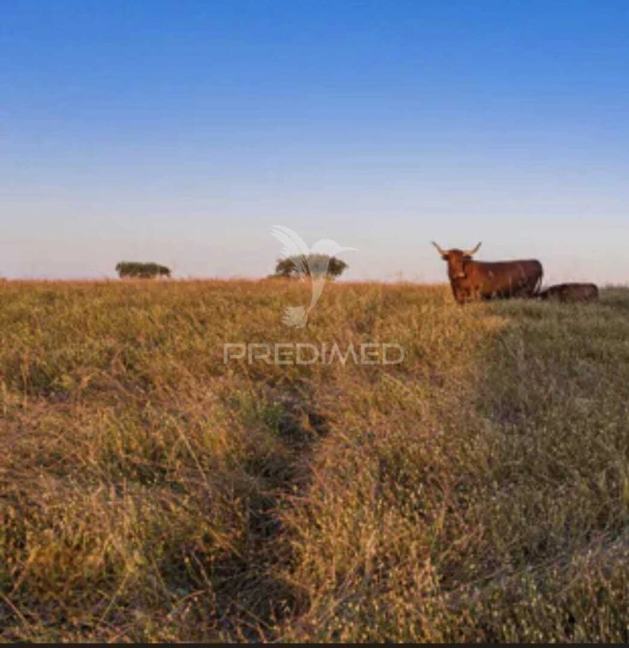 Moradia T3 para Venda em Santa Vitória e Mombeja Foto 34