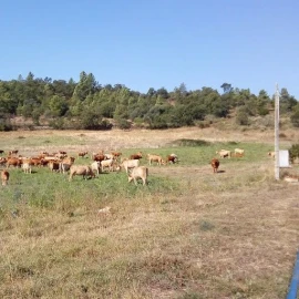 Quinta T0 para Venda em Agrobom, Saldonha e Vale Pereiro