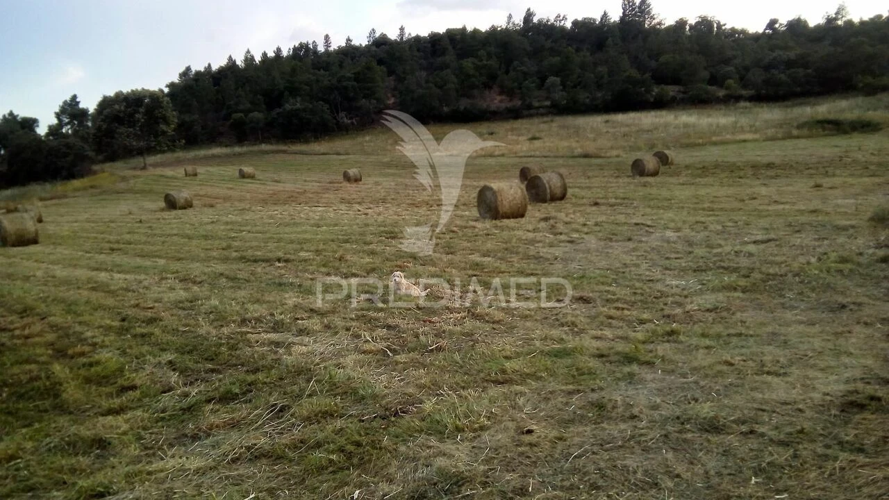Quinta T0 para Venda em Agrobom, Saldonha e Vale Pereiro Foto 6