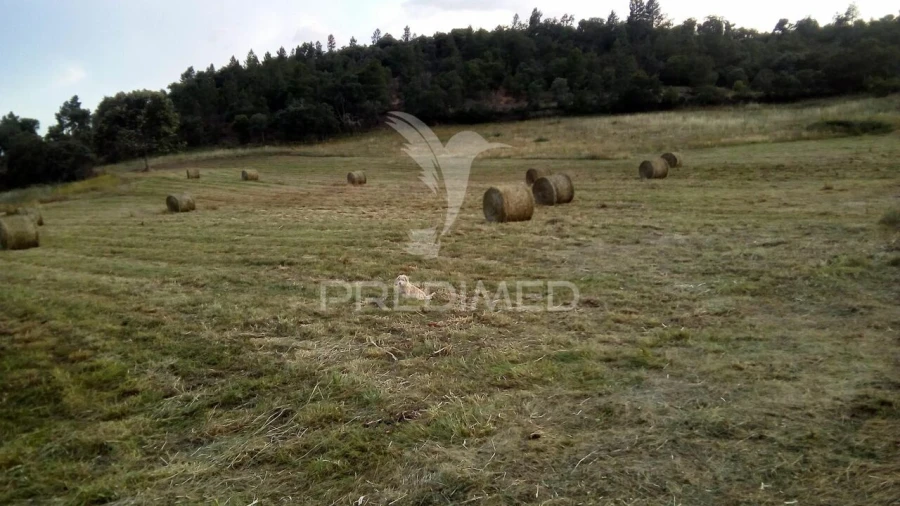 Quinta T0 para Venda em Agrobom, Saldonha e Vale Pereiro Foto 6
