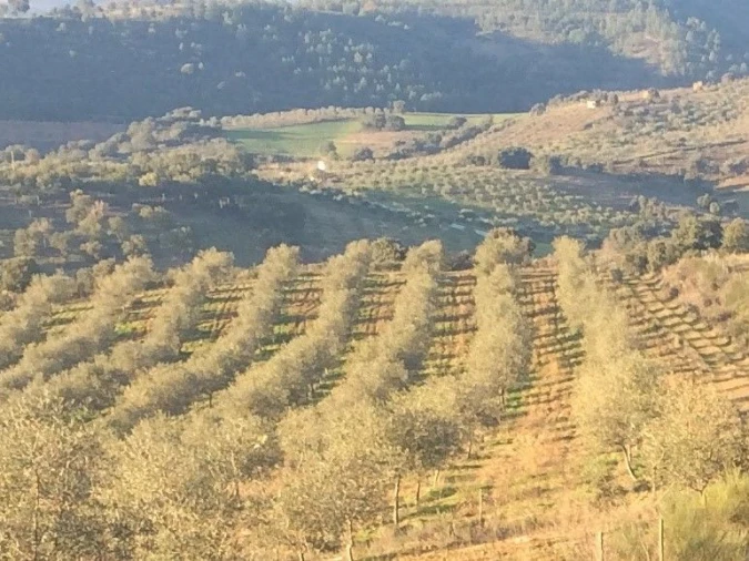 Quinta T0 para Venda em Agrobom, Saldonha e Vale Pereiro Foto 9