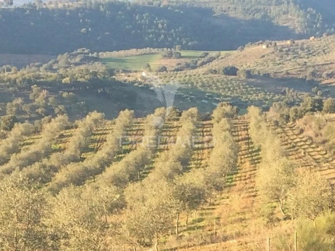 Quinta T0 para Venda em Agrobom, Saldonha e Vale Pereiro Foto 9