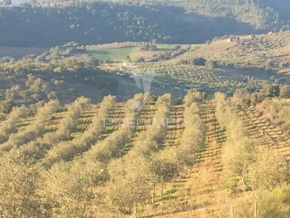 Quinta T0 para Venda em Agrobom, Saldonha e Vale Pereiro Foto 9