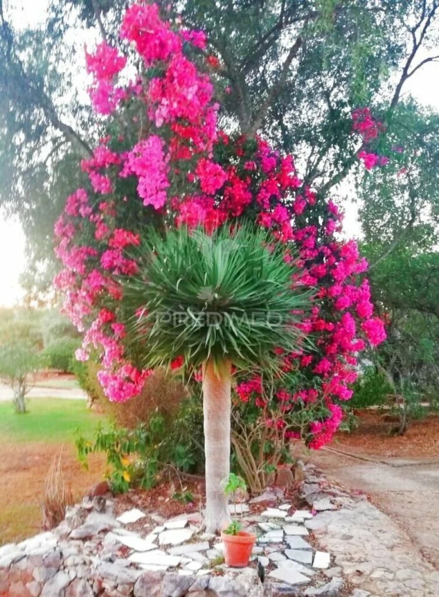 Moradia T4 para Venda em Tavira (Santa Maria e Santiago) Foto 7