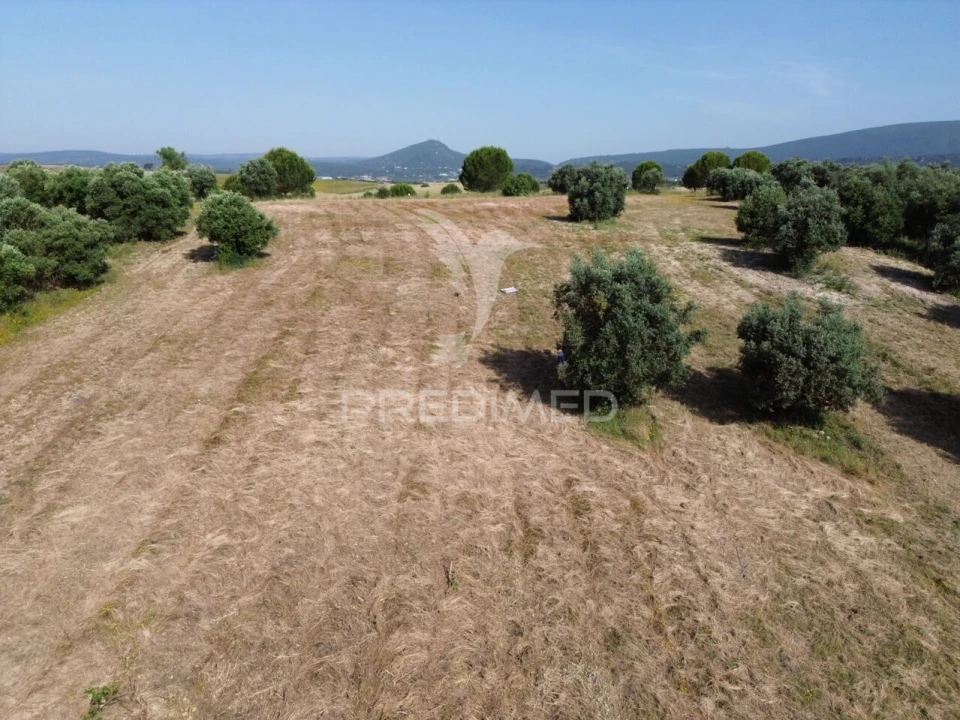 Terreno para Venda em Brogueira, Parceiros de Igreja e Alcorochel Foto 15