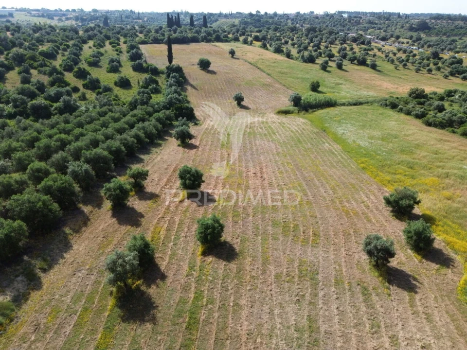 Terreno para Venda em Brogueira, Parceiros de Igreja e Alcorochel Foto 12