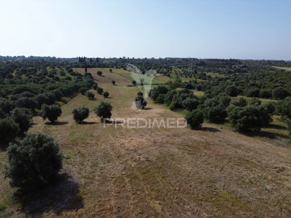 Terreno para Venda em Brogueira, Parceiros de Igreja e Alcorochel Foto 6