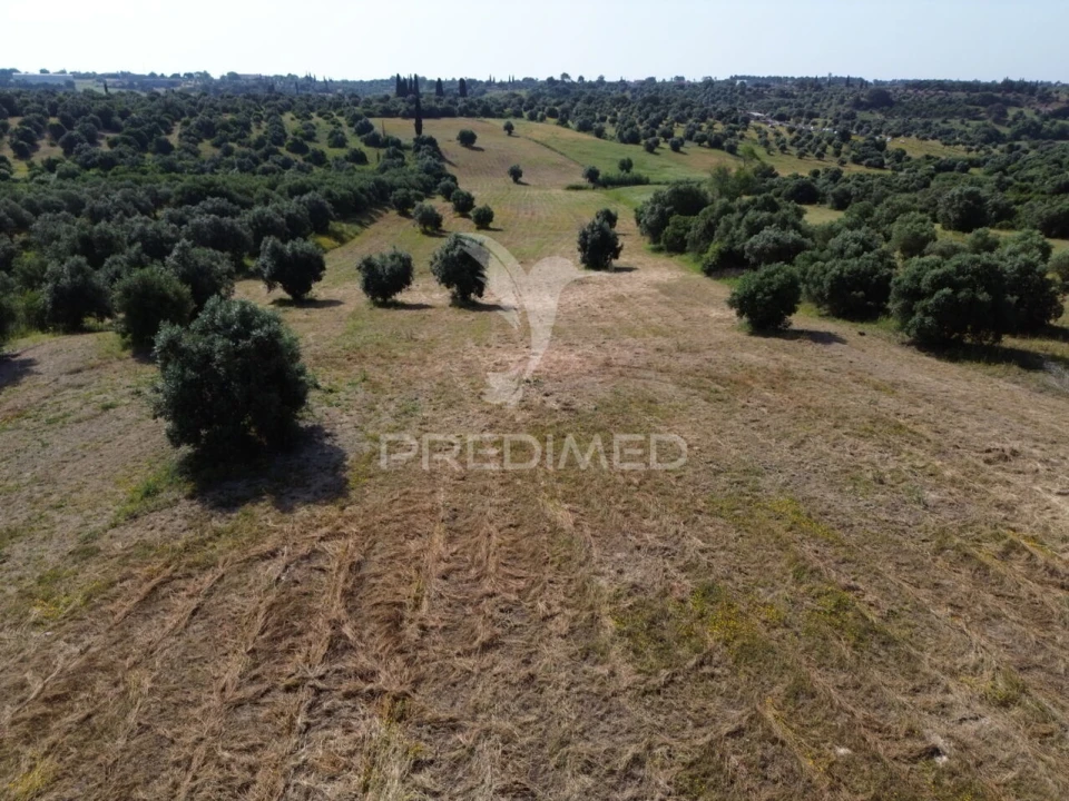 Terreno para Venda em Brogueira, Parceiros de Igreja e Alcorochel Foto 21