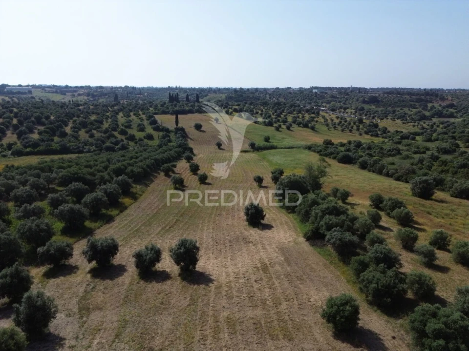 Terreno para Venda em Brogueira, Parceiros de Igreja e Alcorochel Foto 19