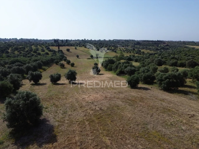 Terreno para Venda em Brogueira, Parceiros de Igreja e Alcorochel Foto 6