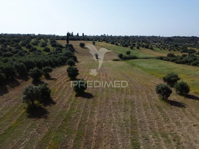 Terreno para Venda em Brogueira, Parceiros de Igreja e Alcorochel Foto 14