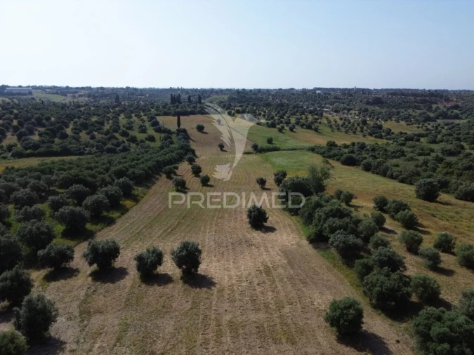 Terreno para Venda em Brogueira, Parceiros de Igreja e Alcorochel Foto 19