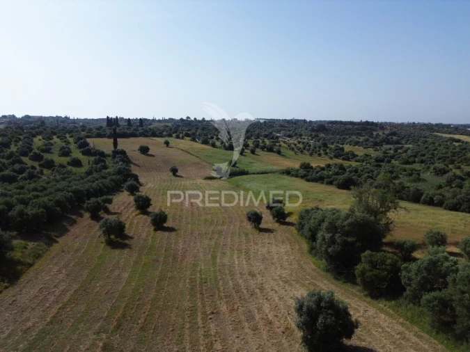 Terreno para Venda em Brogueira, Parceiros de Igreja e Alcorochel Foto 7