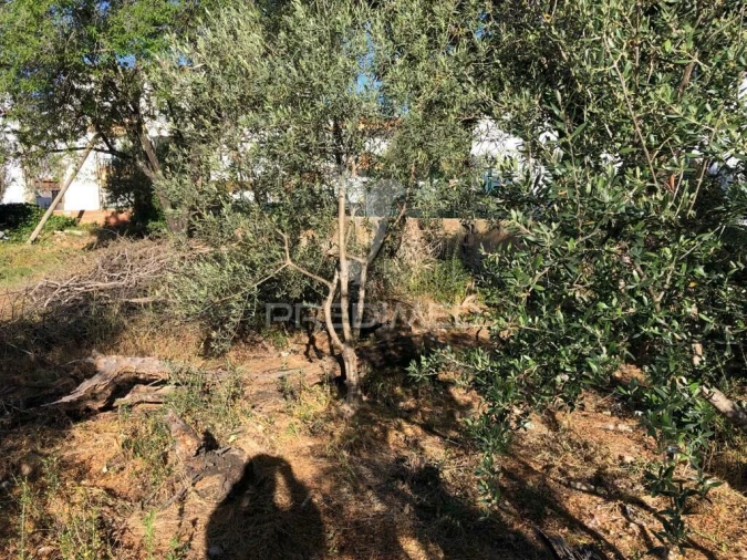 Terreno para Venda em Moncarapacho e Fuseta Foto 5