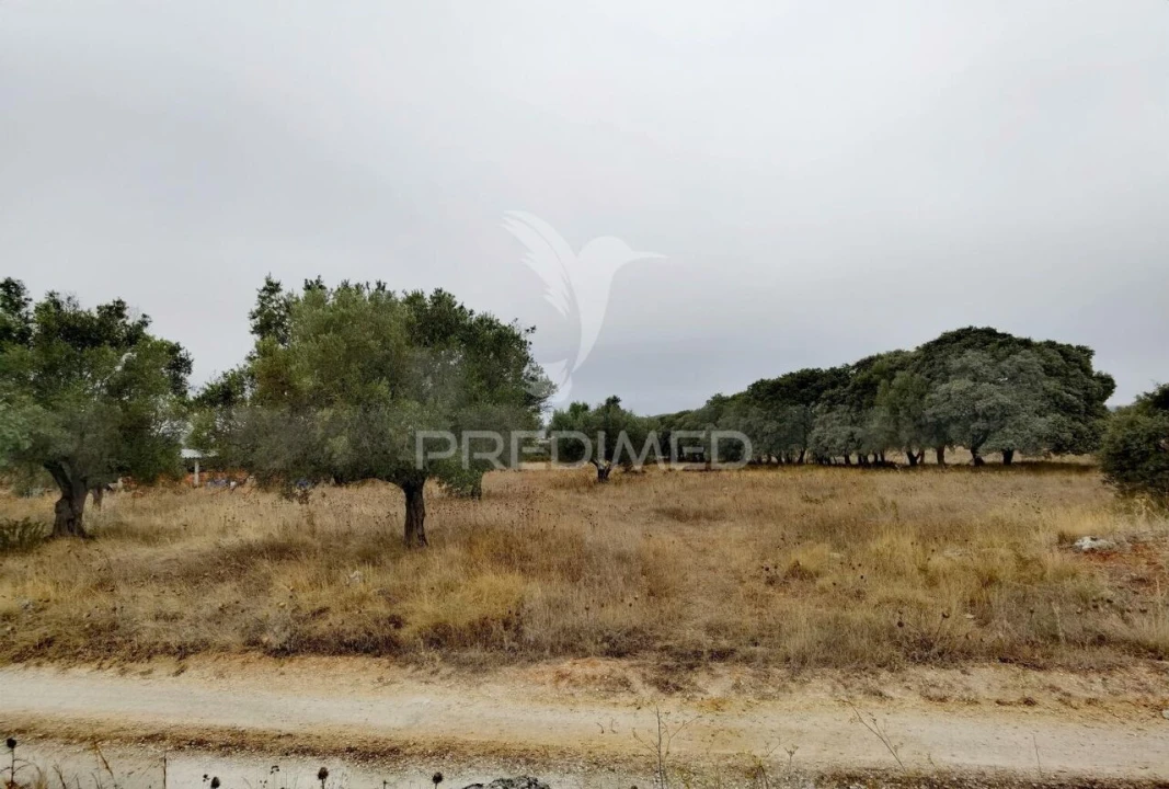 Terreno para Venda em Alcanena e Vila Moreira Foto 9