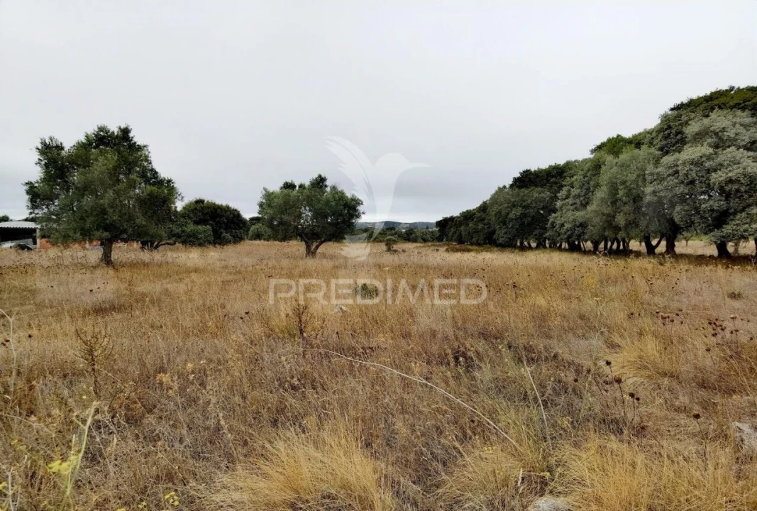 Terreno para Venda em Alcanena e Vila Moreira Foto 4
