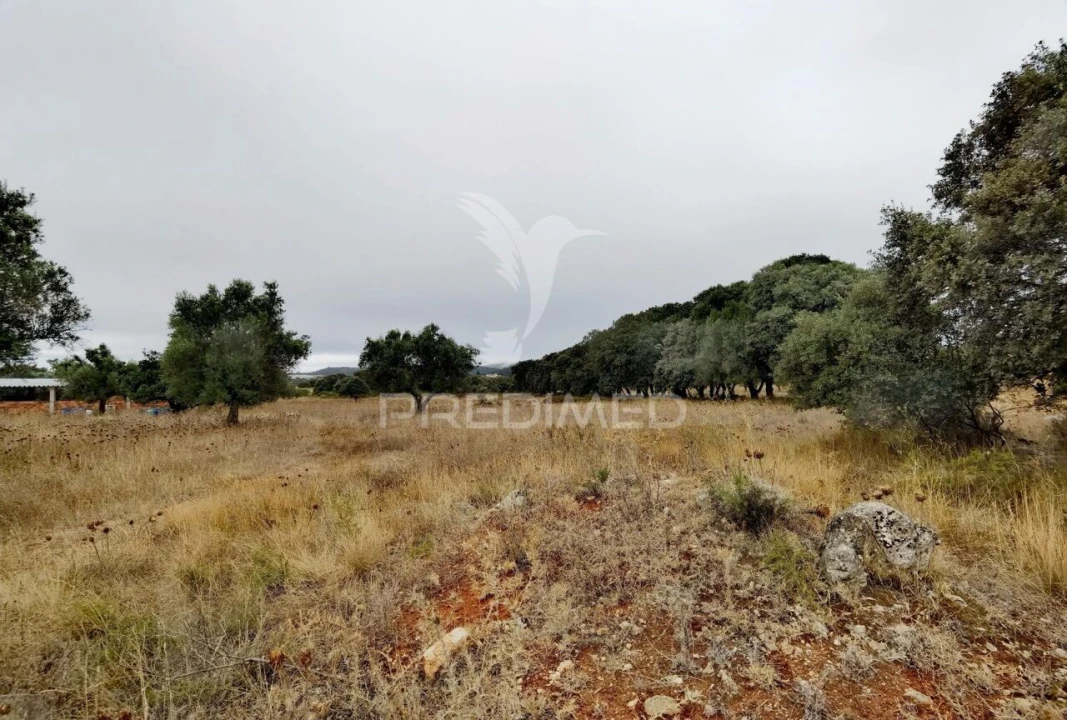 Terreno para Venda em Alcanena e Vila Moreira Foto 10