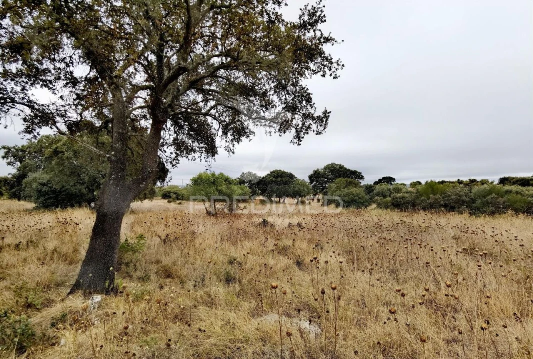Terreno para Venda em Alcanena e Vila Moreira Foto 18