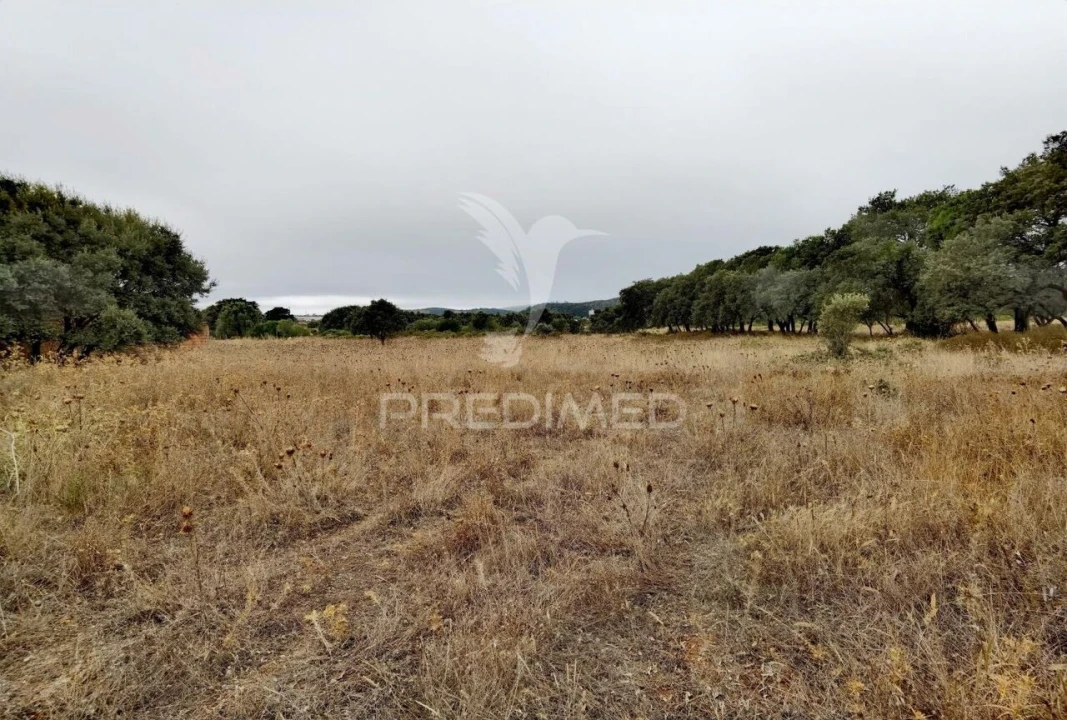 Terreno para Venda em Alcanena e Vila Moreira Foto 11