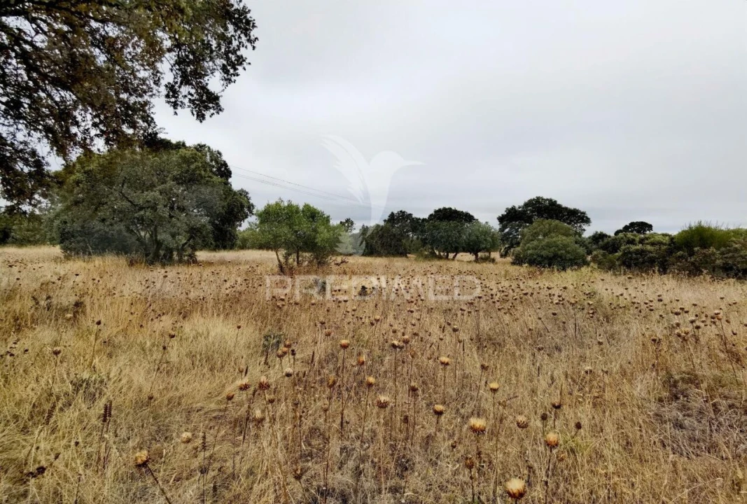 Terreno para Venda em Alcanena e Vila Moreira Foto 20