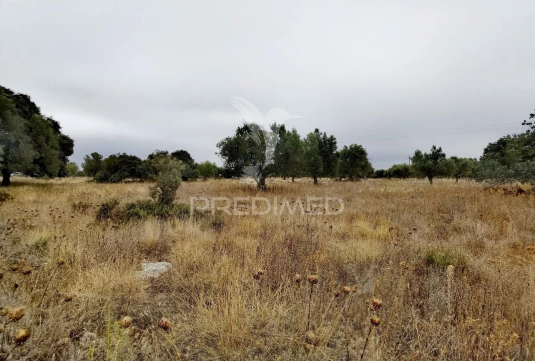 Terreno para Venda em Alcanena e Vila Moreira Foto 12