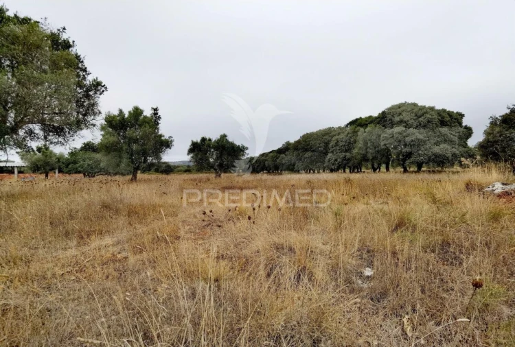Terreno para Venda em Alcanena e Vila Moreira Foto 21