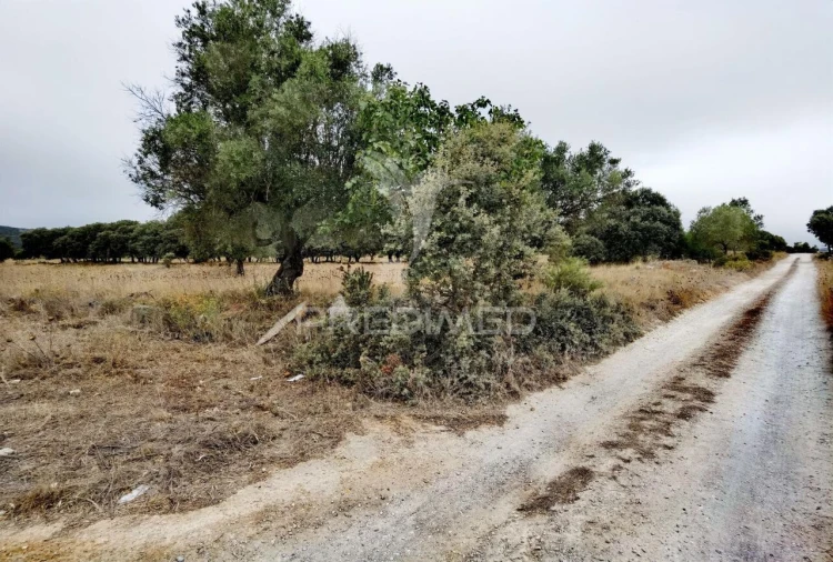 Terreno para Venda em Alcanena e Vila Moreira Foto 7