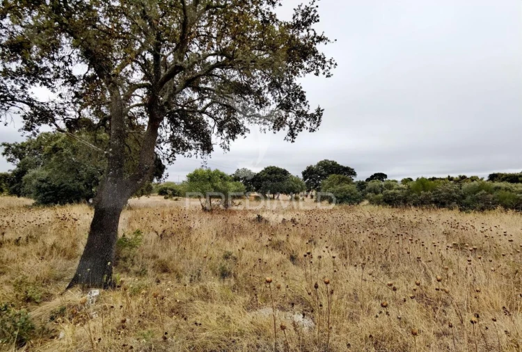 Terreno para Venda em Alcanena e Vila Moreira Foto 18