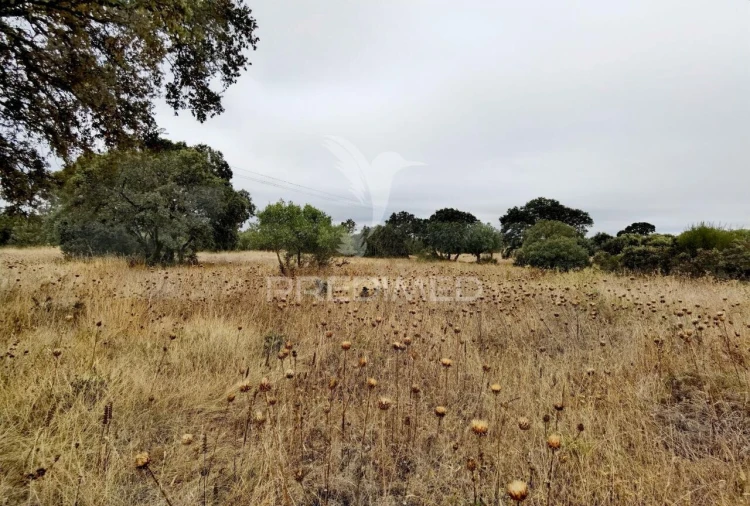 Terreno para Venda em Alcanena e Vila Moreira Foto 20