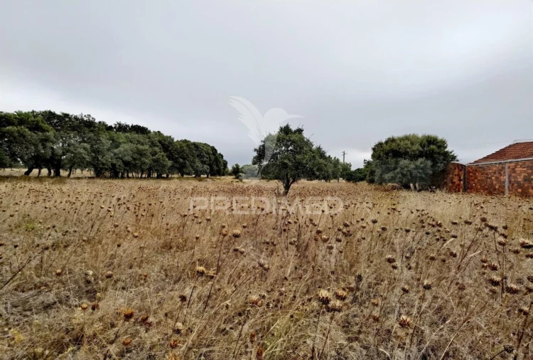 Terreno para Venda em Alcanena e Vila Moreira Foto 14