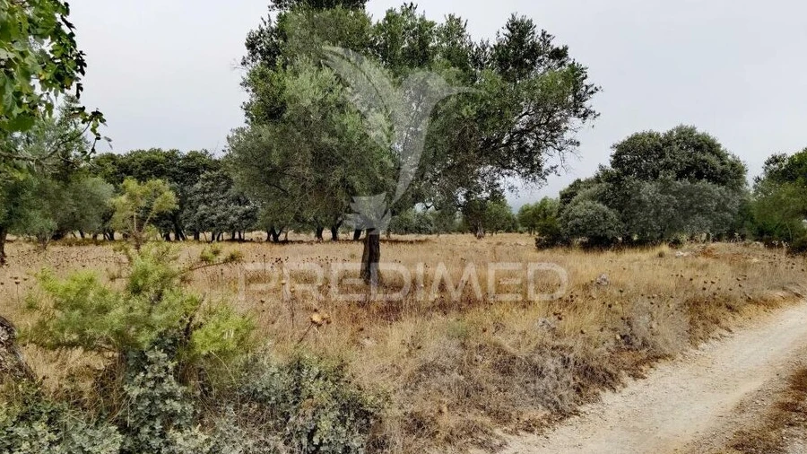 Terreno para Venda em Alcanena e Vila Moreira