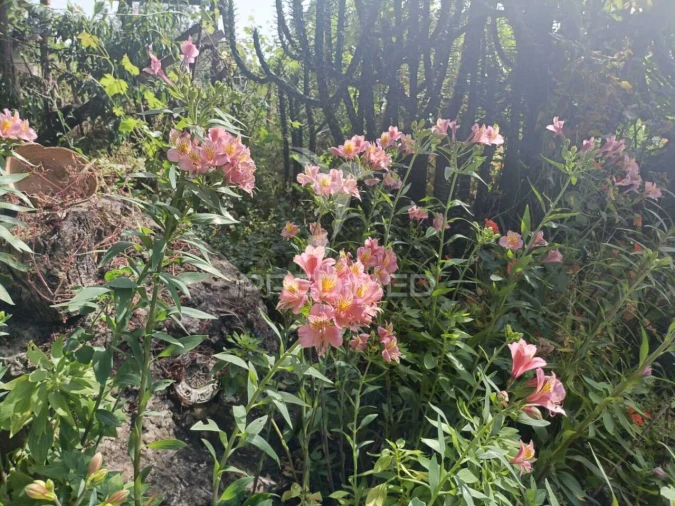 Quinta T2 para Venda em Santiago do Cacém, Santa Cruz e São Bartolomeu da Serra Foto 21