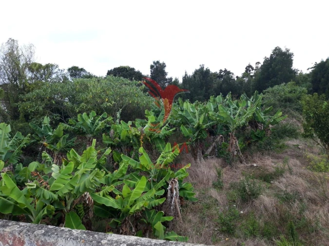 Terreno para Venda em São Mateus da Calheta Foto 6