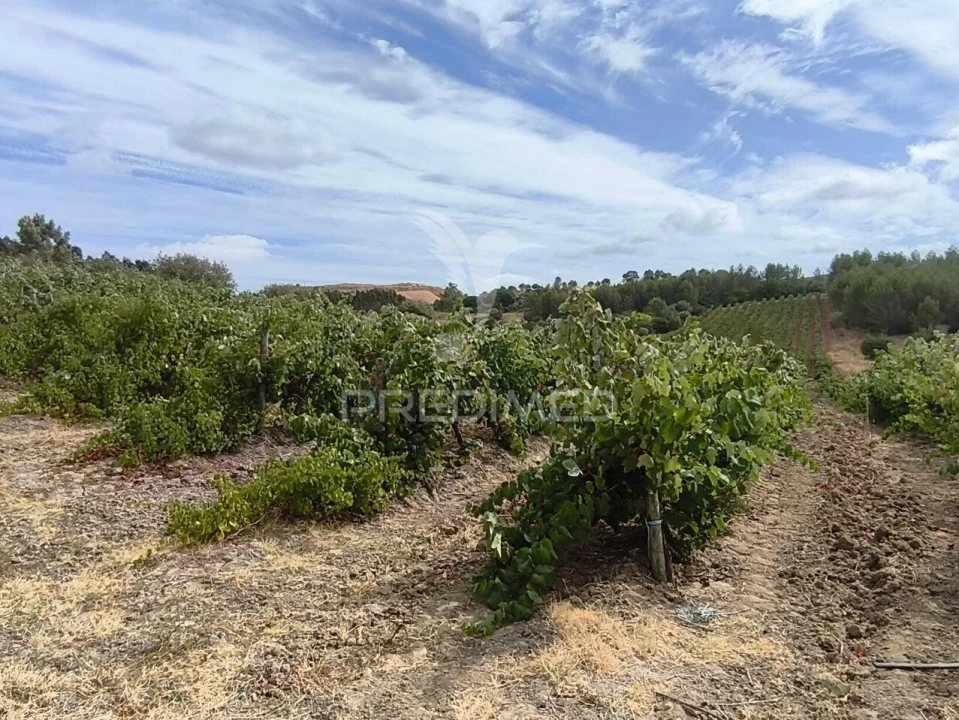 Terreno para Venda em Abrigada e Cabanas de Torres Foto 6