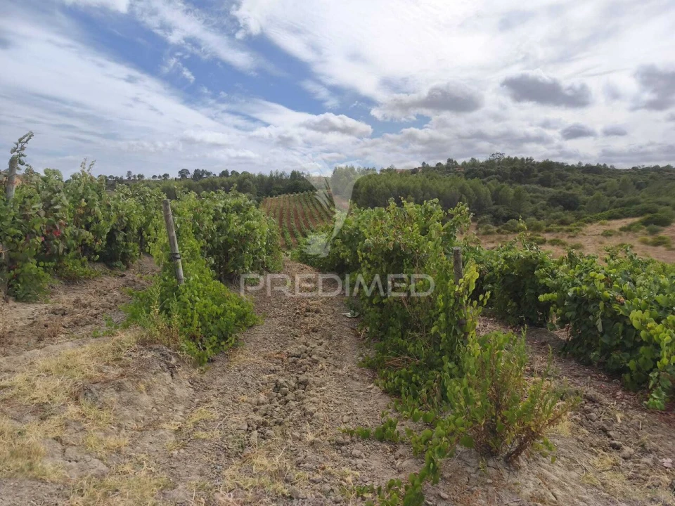 Terreno para Venda em Abrigada e Cabanas de Torres Foto 5