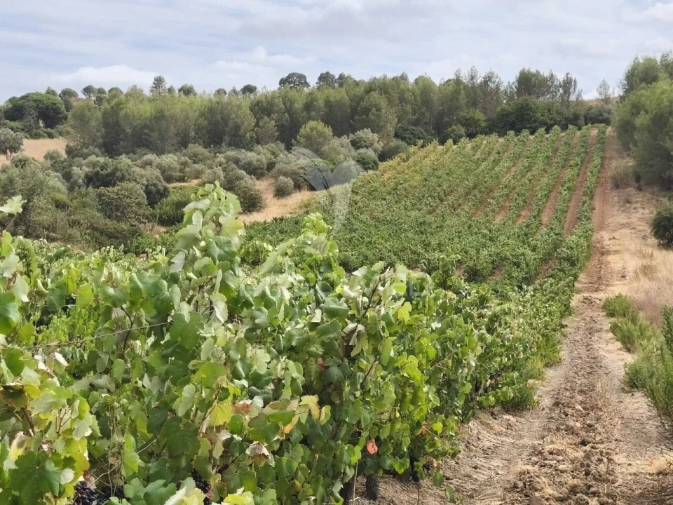 Terreno para Venda em Abrigada e Cabanas de Torres Foto 4