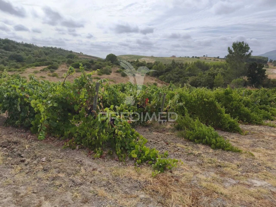 Terreno para Venda em Abrigada e Cabanas de Torres Foto 7