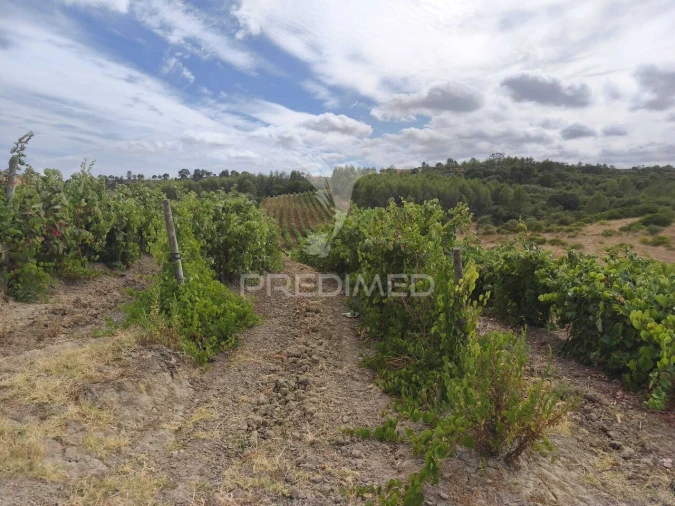 Terreno para Venda em Abrigada e Cabanas de Torres Foto 5