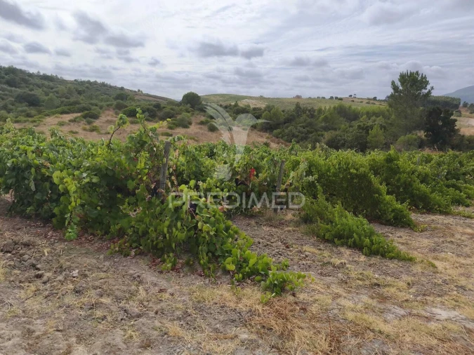 Terreno para Venda em Abrigada e Cabanas de Torres Foto 7