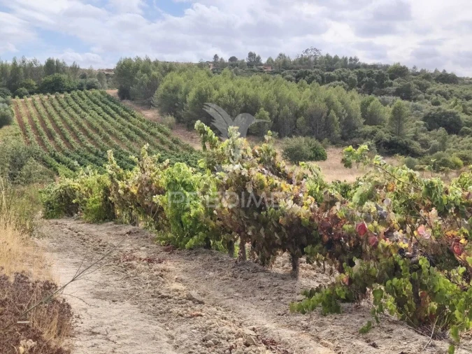 Terreno para Venda em Abrigada e Cabanas de Torres Foto 3