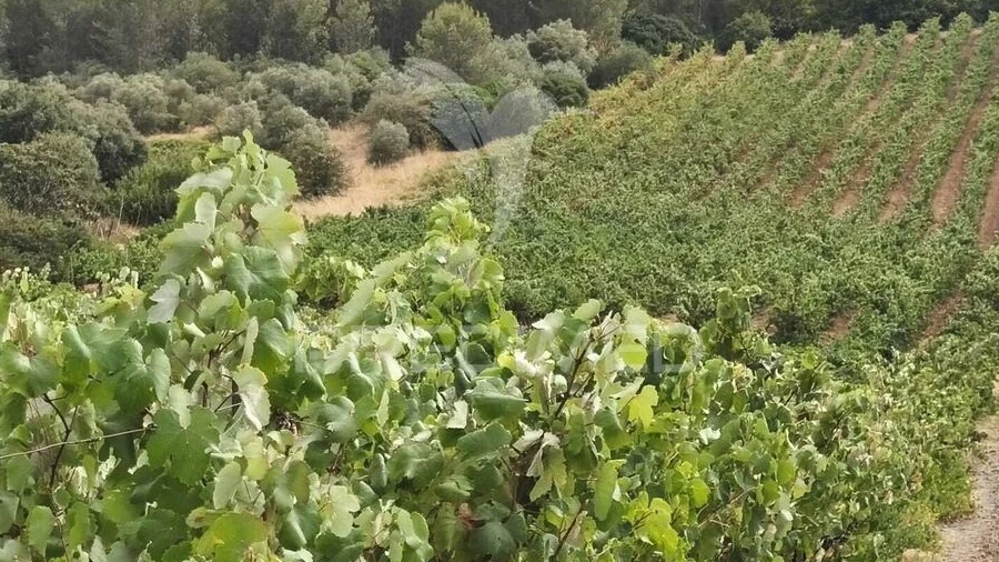 Terreno para Venda em Abrigada e Cabanas de Torres